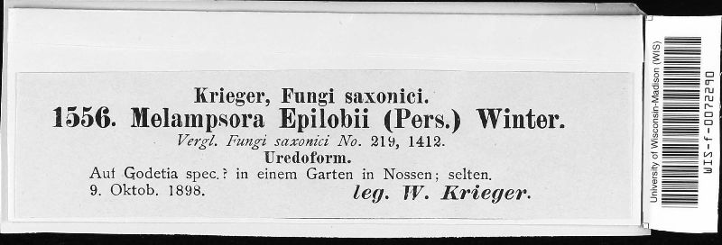 Melampsora epilobii image