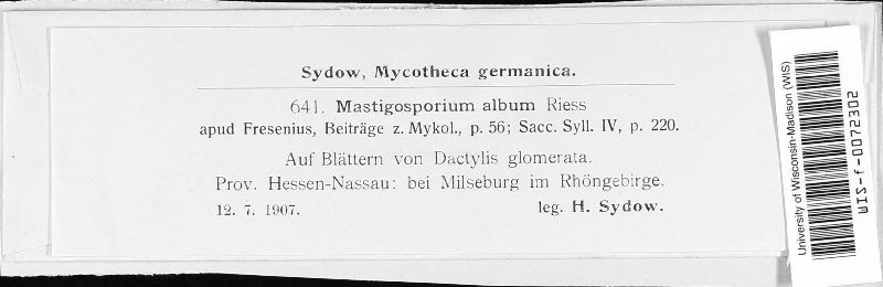 Mastigosporium album image