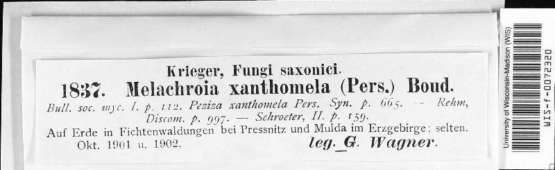 Podophacidium xanthomelum image