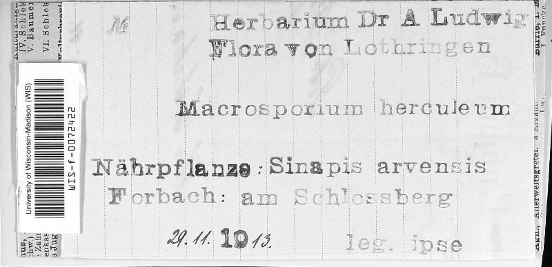 Macrosporium herculeum image