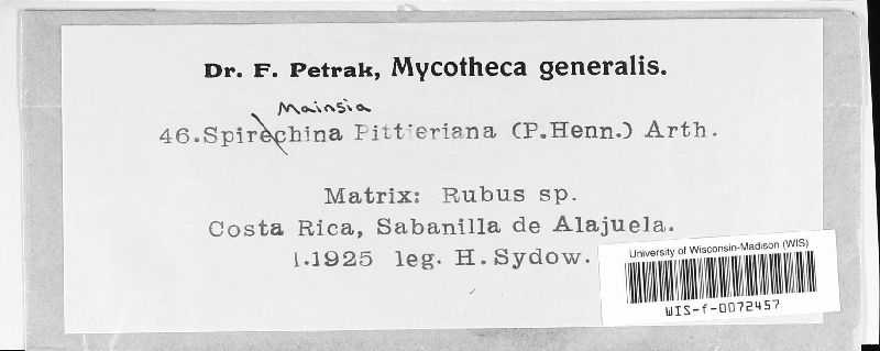 Gerwasia pittieriana image
