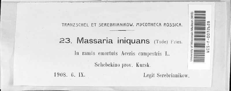 Massaria image