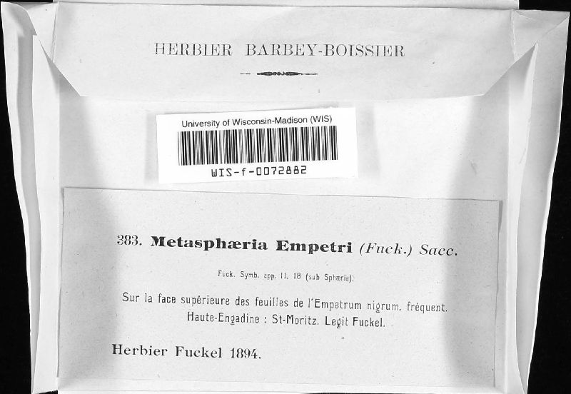 Leptosphaeria empetri image