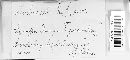 Image of Phlebia rufa
