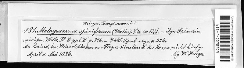 Melogrammataceae image