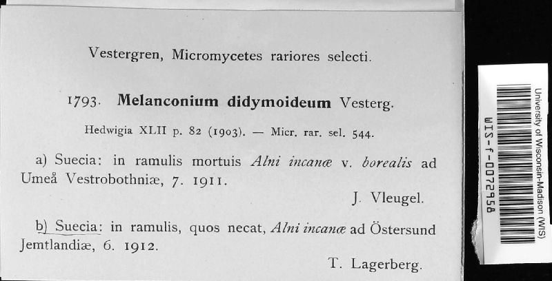 Melanconium sphaeroideum image