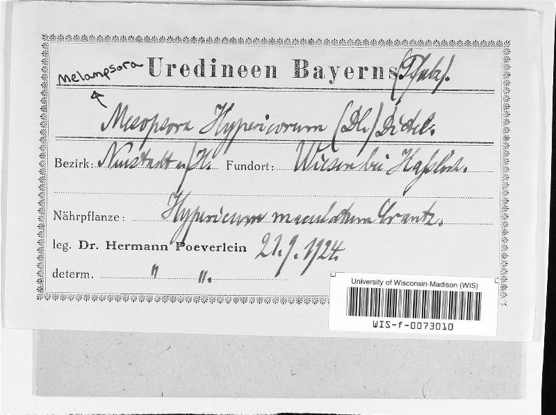 Melampsora hypericorum image