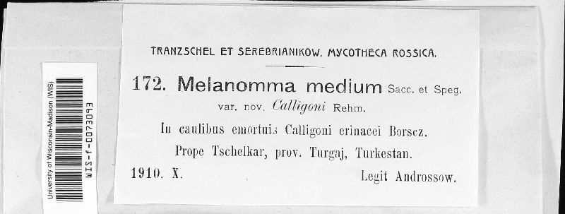 Melanomma image
