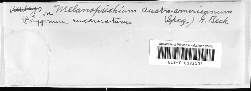 Ustilaginaceae image
