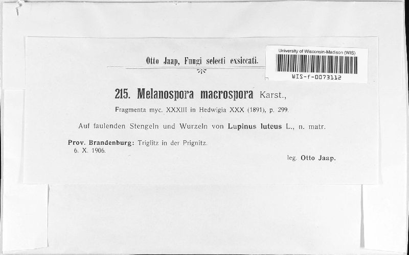 Melanospora macrospora image