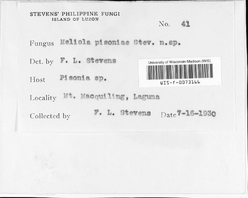Meliola pisoniae image