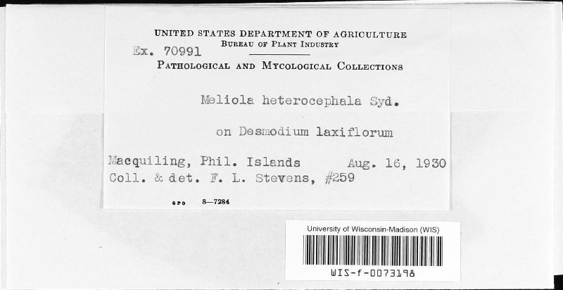 Meliola heterocephala image