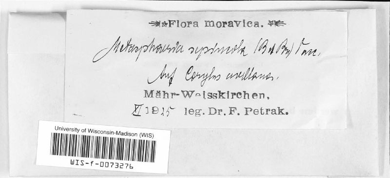 Saccotheciaceae image