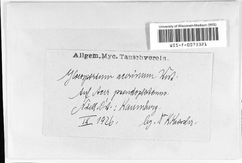 Gloeosporium acerinum image