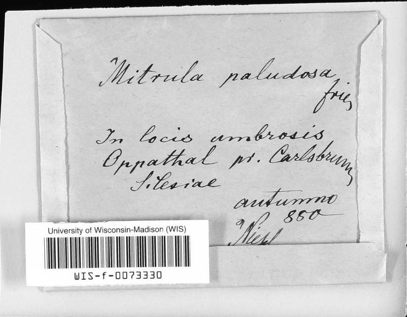 Mitrula image