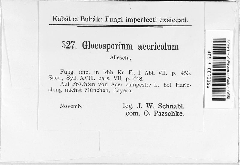Gloeosporidium image