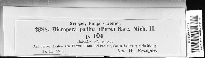 Micropera padina image
