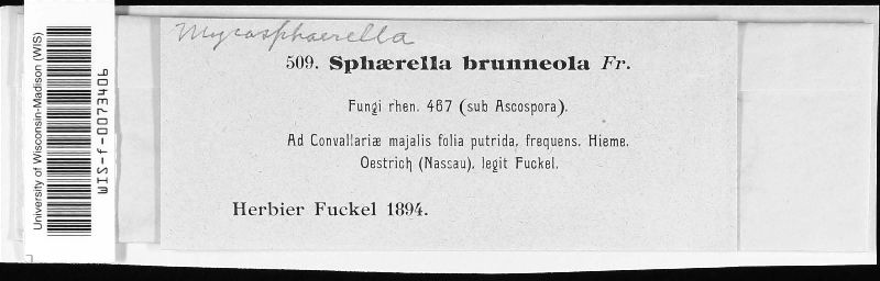 Mycosphaerella brunneola image
