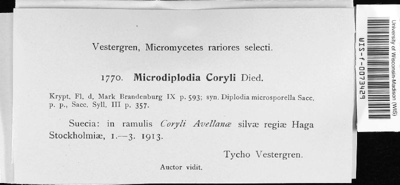 Microdiplodia coryli image