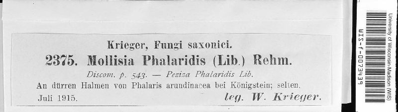 Calycellina phalaridis image