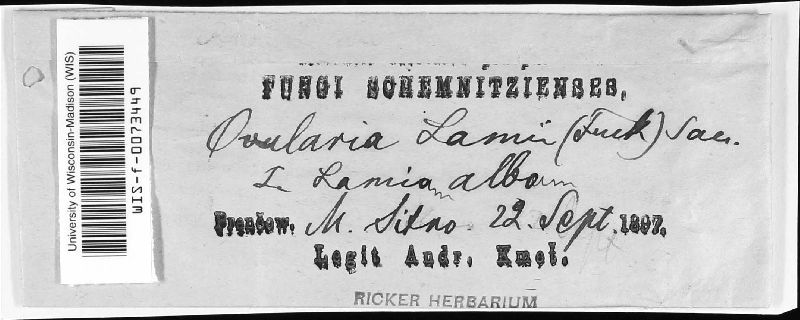 Ramularia lamii image