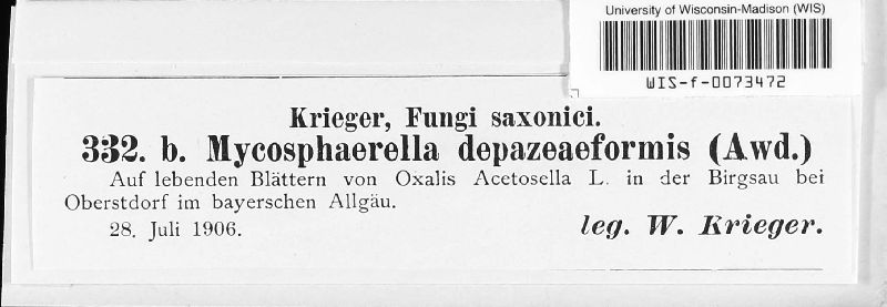 Mycosphaerella depazeiformis image