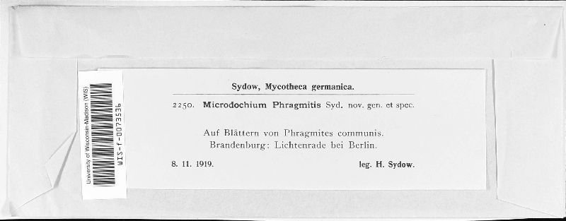 Microdochium phragmitis image