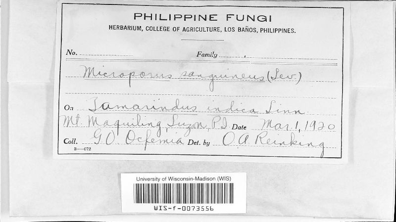 Pycnoporus sanguineus image