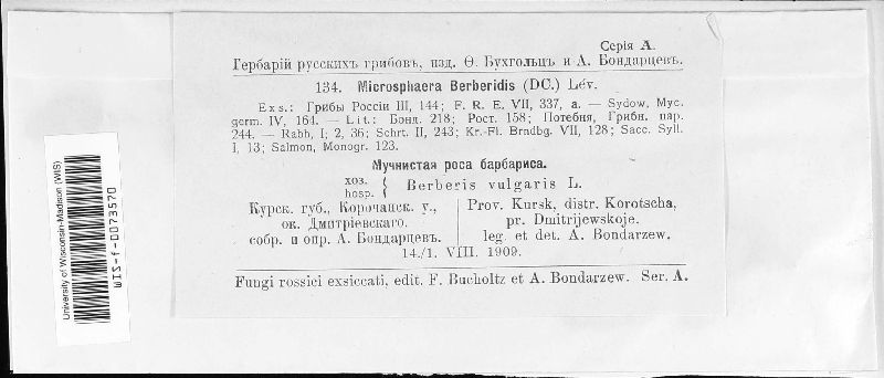 Erysiphe berberidis image