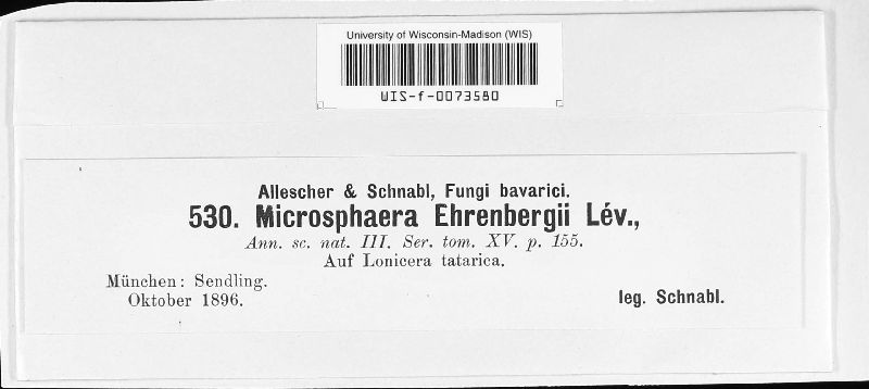 Erysiphe lonicerae image