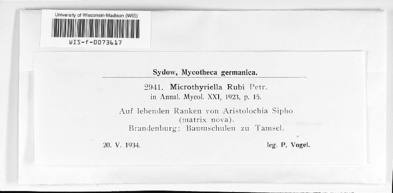 Schizothyriaceae image