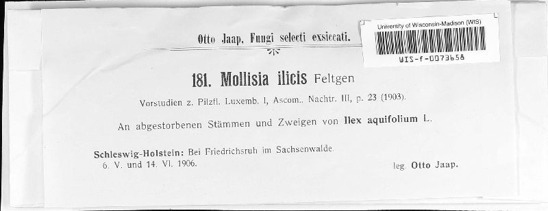 Mollisia ilicis image