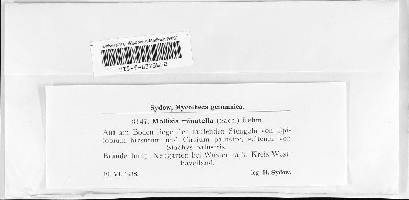 Mollisia image