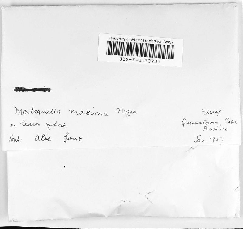 Gillotia image