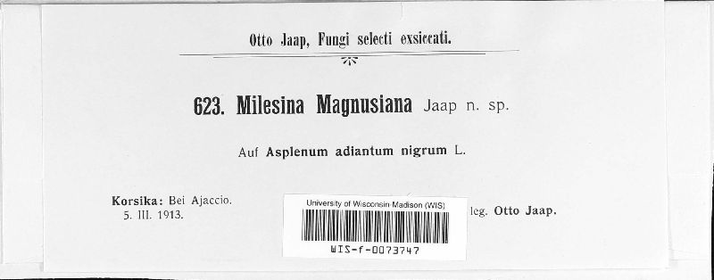 Milesia magnusiana image