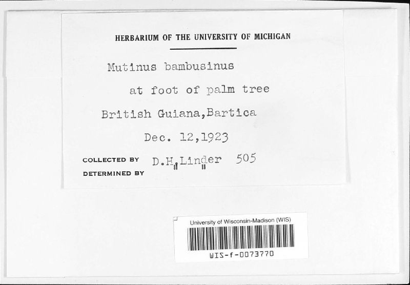 Mutinus bambusinus image