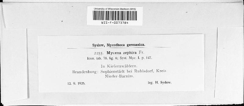 Mycena zephirus image