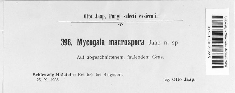 Roumegueriella image