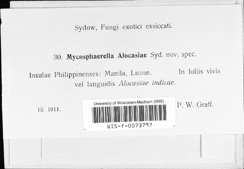 Passalora alocasiae image