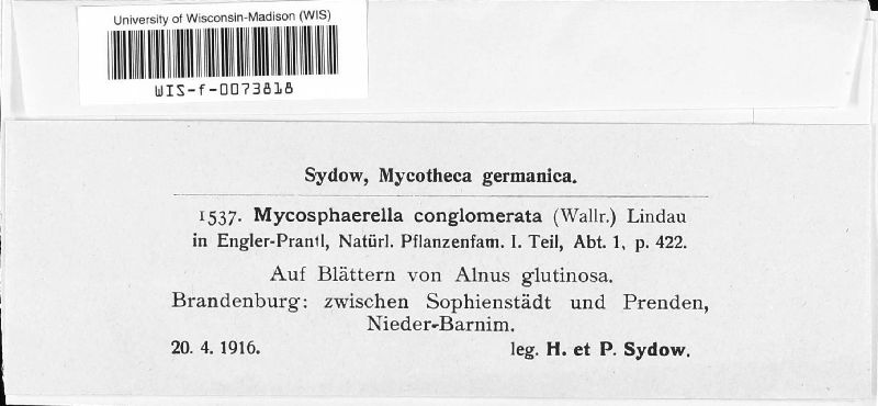 Mycosphaerella conglomerata image