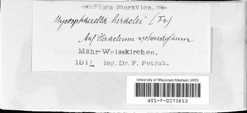 Mycosphaerella heraclei image