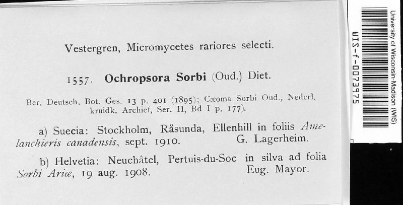 Ochropsora ariae image