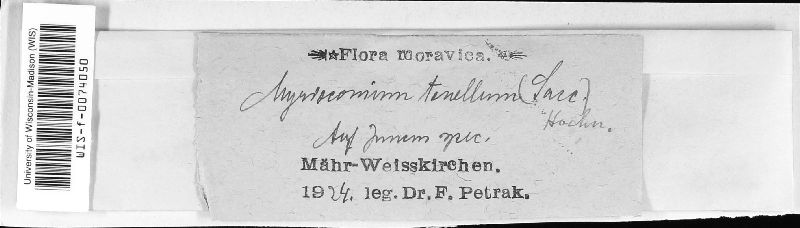 Myrioconium tenellum image