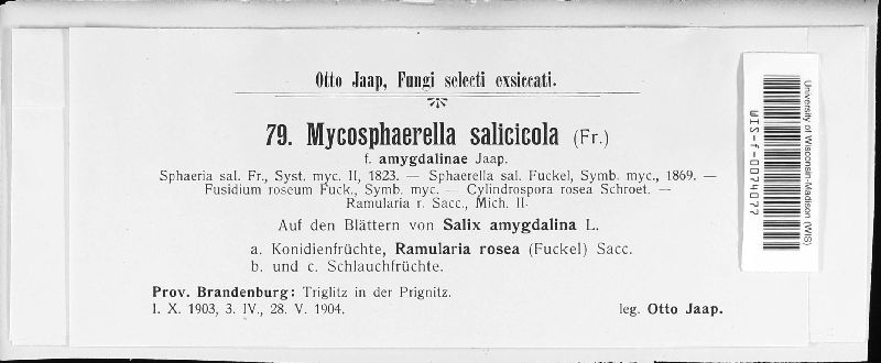Mycosphaerella salicicola image