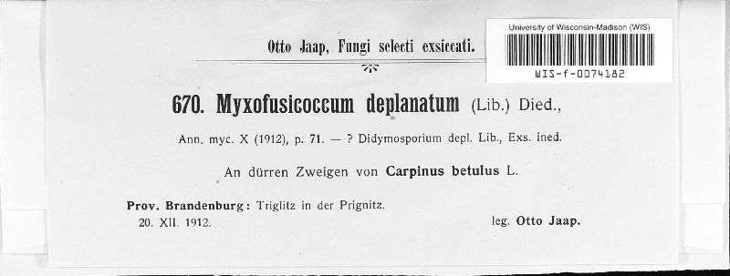 Myxofusicoccum deplanatum image