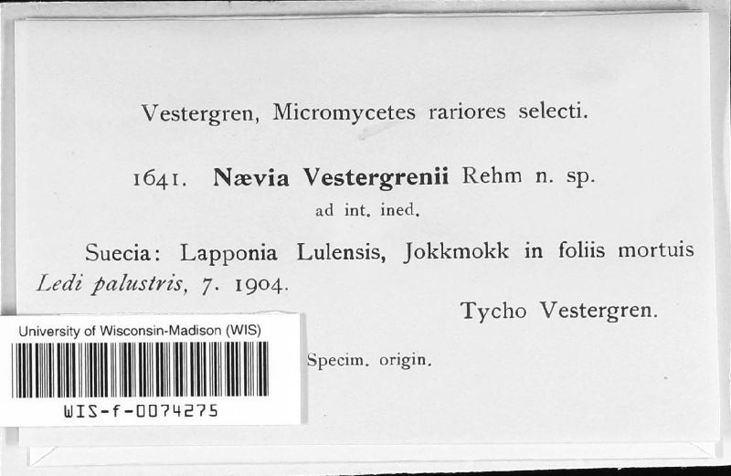 Phacidium vestergrenii image