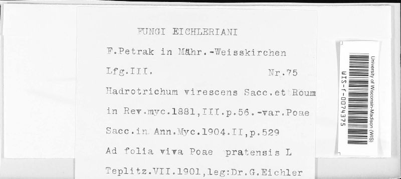 Hadrotrichum virescens image
