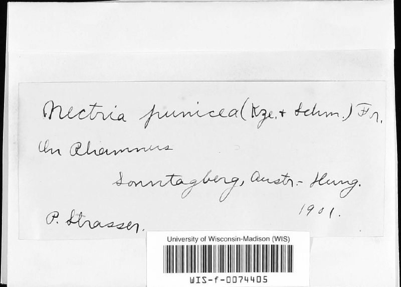 Neonectria image