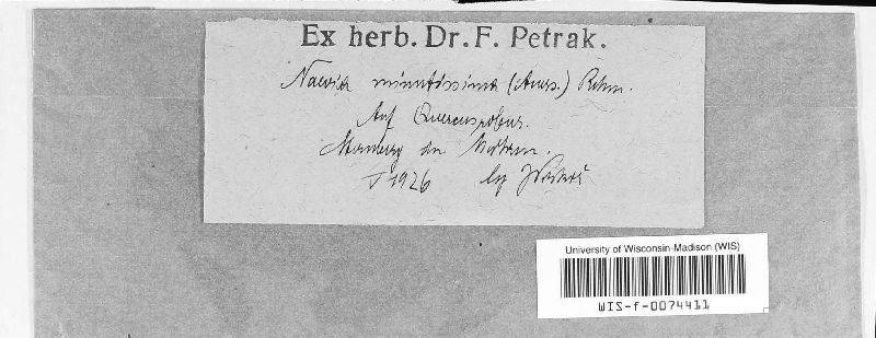 Naevala perexigua image