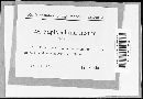 Image of Napicladium laxum